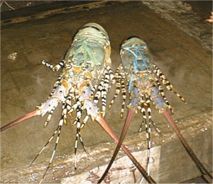 南国では、エビは何でもっていわれており、けっこうエビはいける!